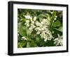 Mandarin Orange Blossoms-null-Framed Photographic Print