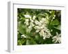 Mandarin Orange Blossoms-null-Framed Photographic Print