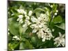 Mandarin Orange Blossoms-null-Mounted Photographic Print