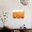 Mandarin Oranges in Rows-Michael Löffler-Photographic Print displayed on a wall