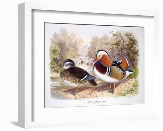 Mandarin-Henry Jones-Framed Premium Giclee Print