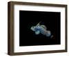 Mandarin-Durwood Coffey-Framed Giclee Print