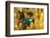 Mandarinfish look for a mate at dusk, Micronesia-David Fleetham-Framed Photographic Print