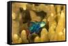 Mandarinfish look for a mate at dusk, Micronesia-David Fleetham-Framed Stretched Canvas