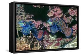 Mandarinfish Male and Female-Hal Beral-Framed Stretched Canvas