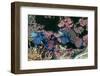 Mandarinfish Male and Female-Hal Beral-Framed Photographic Print