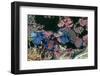 Mandarinfish Male and Female-Hal Beral-Framed Photographic Print