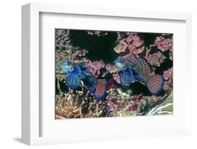 Mandarinfish Male and Female-Hal Beral-Framed Photographic Print