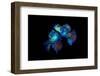 Mandarinfish pair spawning. Bitung, North Sulawesi, Indonesia. Lembeh Strait, Molucca Sea.-Alex Mustard-Framed Photographic Print