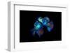 Mandarinfish pair spawning. Bitung, North Sulawesi, Indonesia. Lembeh Strait, Molucca Sea.-Alex Mustard-Framed Photographic Print