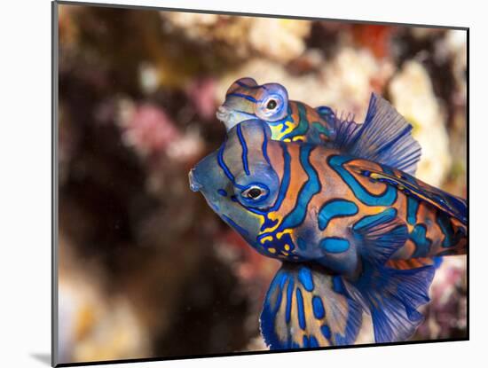 Mandarinfish (Synchiropus Splendidus) Mating, Sulawesi, Indonesia, Southeast Asia, Asia-Lisa Collins-Mounted Photographic Print