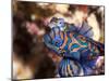 Mandarinfish (Synchiropus Splendidus) Mating, Sulawesi, Indonesia, Southeast Asia, Asia-Lisa Collins-Mounted Photographic Print