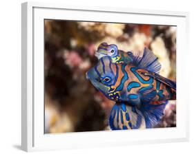 Mandarinfish (Synchiropus Splendidus) Mating, Sulawesi, Indonesia, Southeast Asia, Asia-Lisa Collins-Framed Photographic Print