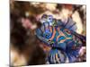 Mandarinfish (Synchiropus Splendidus) Mating, Sulawesi, Indonesia, Southeast Asia, Asia-Lisa Collins-Mounted Photographic Print