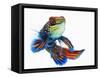 Mandarinfish-Martin Harvey-Framed Stretched Canvas