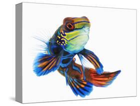 Mandarinfish-Martin Harvey-Stretched Canvas