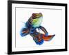 Mandarinfish-Martin Harvey-Framed Photographic Print