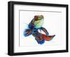 Mandarinfish-Martin Harvey-Framed Photographic Print