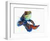 Mandarinfish-Martin Harvey-Framed Photographic Print