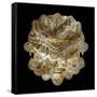 Mandelbulb Fractal-Laguna Design-Framed Stretched Canvas