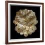 Mandelbulb Fractal-Laguna Design-Framed Photographic Print