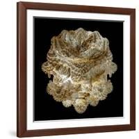 Mandelbulb Fractal-Laguna Design-Framed Photographic Print