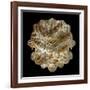 Mandelbulb Fractal-Laguna Design-Framed Photographic Print