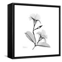 Mandelila Gray-Albert Koetsier-Framed Stretched Canvas