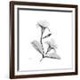 Mandelila Gray-Albert Koetsier-Framed Art Print