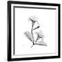 Mandelila Gray-Albert Koetsier-Framed Art Print