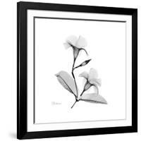 Mandelila Gray-Albert Koetsier-Framed Art Print