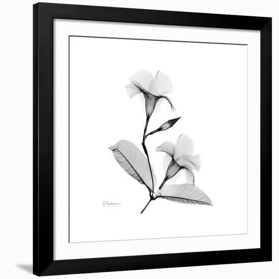 Mandelila Gray-Albert Koetsier-Framed Art Print