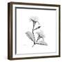 Mandelila Gray-Albert Koetsier-Framed Art Print