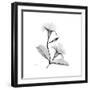 Mandelila Gray-Albert Koetsier-Framed Art Print