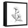 Mandelila Gray-Albert Koetsier-Framed Stretched Canvas