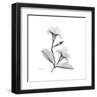 Mandelila Gray-Albert Koetsier-Framed Art Print