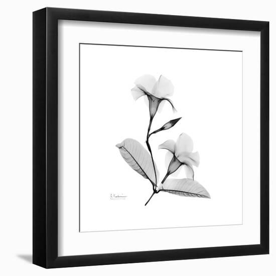 Mandelila Gray-Albert Koetsier-Framed Art Print