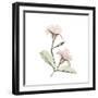 Mandelila Square-Albert Koetsier-Framed Premium Giclee Print