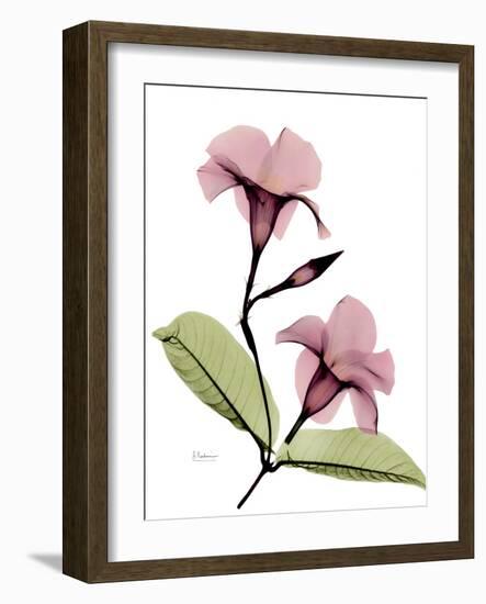 Mandelilla Dark Pink-Albert Koetsier-Framed Photographic Print