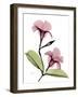 Mandelilla Dark Pink-Albert Koetsier-Framed Photographic Print