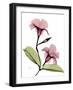 Mandelilla Dark Pink-Albert Koetsier-Framed Photographic Print