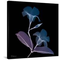 Mandelilla Purp and Black 2-Albert Koetsier-Stretched Canvas