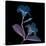 Mandelilla Purp and Black 2-Albert Koetsier-Stretched Canvas