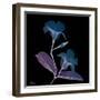 Mandelilla Purp and Black 2-Albert Koetsier-Framed Art Print