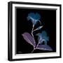 Mandelilla Purp and Black 2-Albert Koetsier-Framed Art Print