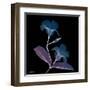 Mandelilla Purp and Black 2-Albert Koetsier-Framed Art Print