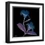 Mandelilla Purp and Black 2-Albert Koetsier-Framed Art Print