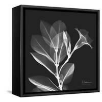 Mandelilla Shadow 1-Albert Koetsier-Framed Stretched Canvas