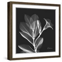 Mandelilla Shadow 1-Albert Koetsier-Framed Art Print