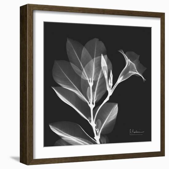 Mandelilla Shadow 1-Albert Koetsier-Framed Art Print